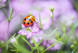 pexels-alexasfotos-12728557