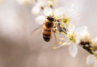 pexels-thijsvdw-998248